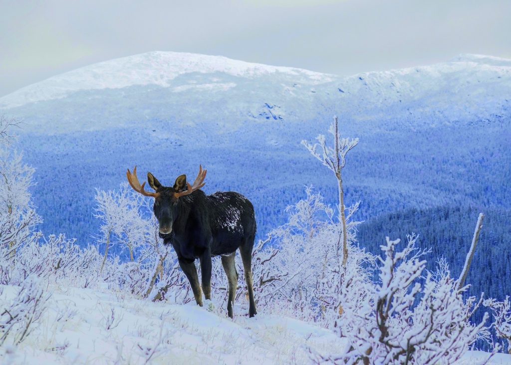 Wildlife inklusive: Québec ist ein lohnenswerte Winterdestination für alle, die es gerne etwas "wilder" mögen © Éric Deschamps / Québec Maritime
